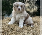 Small breeder photo