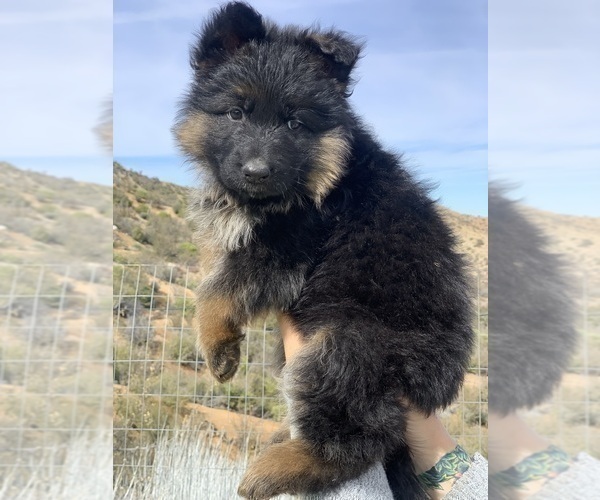 Medium Photo #146  Breeder Profile in PINON HILLS, CA, USA