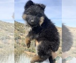 Small #145 Breeder Profile image