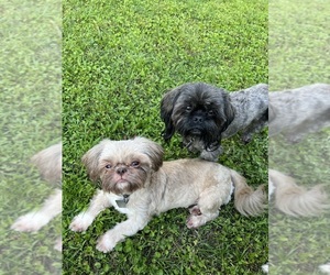 Medium Breeder Profile Photo