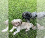 Small breeder photo