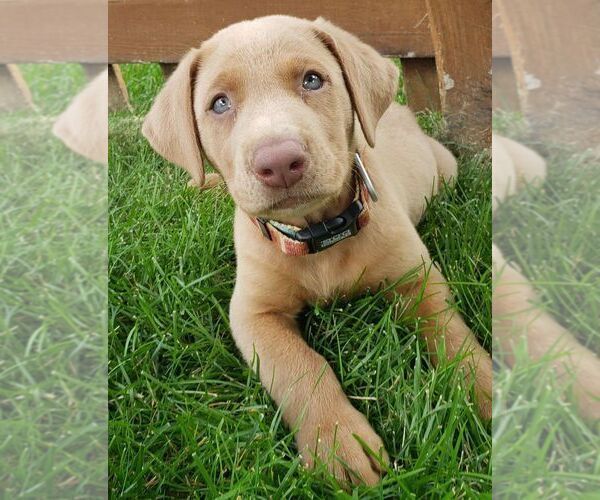 Medium Photo #1  Breeder Profile in LEASBURG, MO, USA