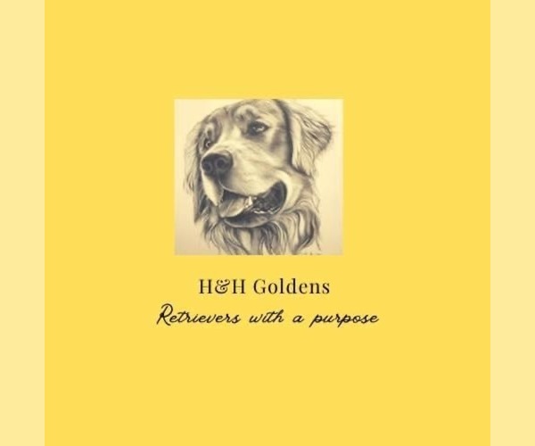 Medium Photo #1  Breeder Profile in ST PETERSBURG, FL, USA
