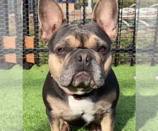 Medium Photo #4  Breeder Profile in HICKORY, NC, USA