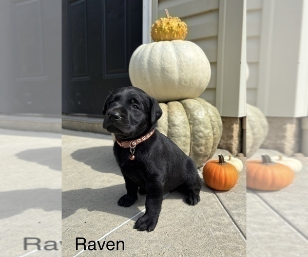 Medium Photo #8  Breeder Profile in FREDERICKSBG, OH, USA