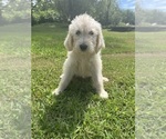 Small #1 Breeder Profile image