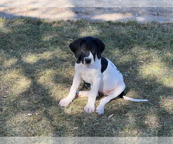 Medium Photo #26  Breeder Profile in ORR, MN, USA