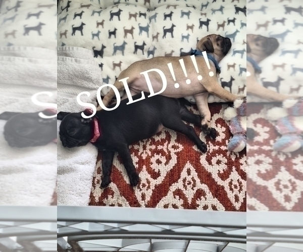 Medium Photo #7  Breeder Profile in CINCINNATI, OH, USA