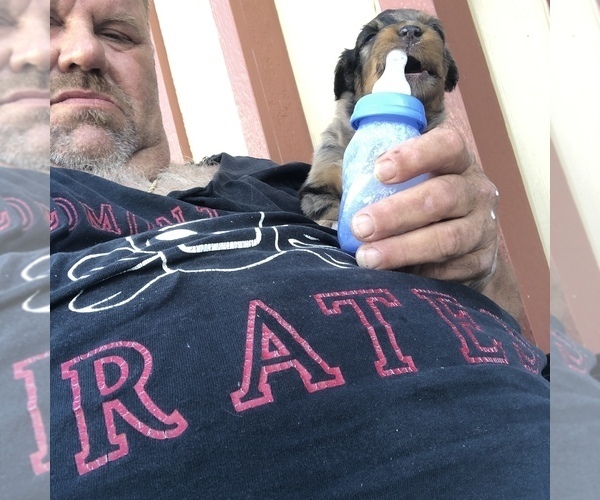 Medium Photo #104  Breeder Profile in SUNNYVALE, CA, USA