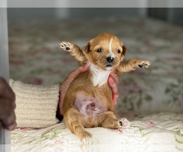 Medium Photo #5  Breeder Profile in ALMA, AR, USA