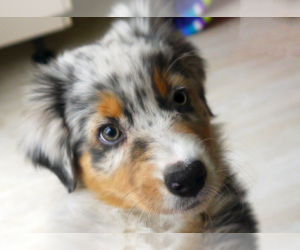 Medium Photo #1  Breeder Profile in CAPE CORAL, FL, USA