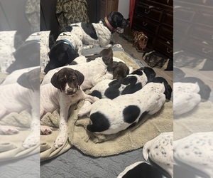 German Shorthaired Pointer Dog Breeder near CEDARBLUFF, MS, USA