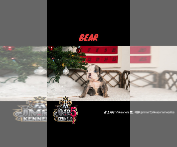 Medium Photo #2  Breeder Profile in PORTERVILLE, CA, USA