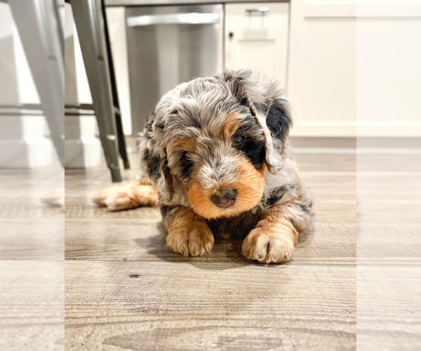 Medium Photo #3  Breeder Profile in O FALLON, MO, USA