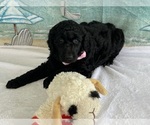 Small #9 Breeder Profile image