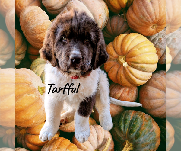 Medium Photo #3  Breeder Profile in LAS VEGAS, NV, USA