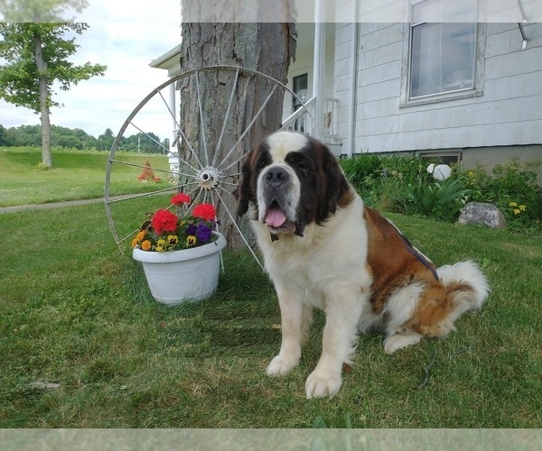 Medium Photo #1  Breeder Profile in WARSAW, NY, USA