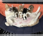 Small #20 Breeder Profile image