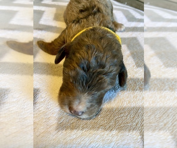 Medium Photo #4  Breeder Profile in FRIENDSWOOD, TX, USA