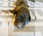 Small Photo #4  Breeder Profile in FRIENDSWOOD, TX, USA