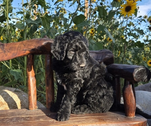 Medium Photo #5  Breeder Profile in GARDNERVILLE, NV, USA