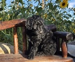 Small #4 Breeder Profile image