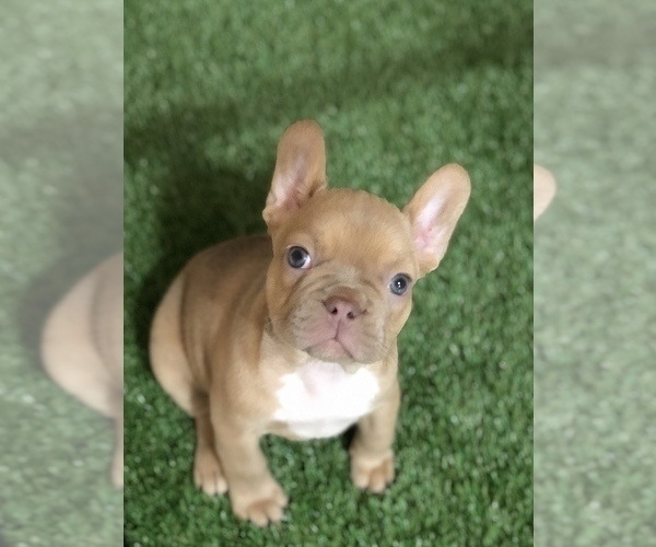 Medium Photo #3  Breeder Profile in PALM BAY, FL, USA