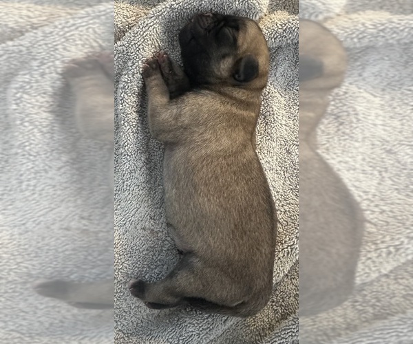 Medium Photo #48  Breeder Profile in PRINEVILLE, OR, USA