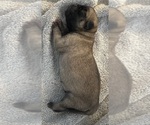 Small #47 Breeder Profile image