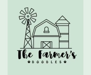 Goldendoodle Dog Breeder near MORRISON, TN, USA