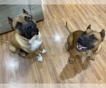 Small breeder photo