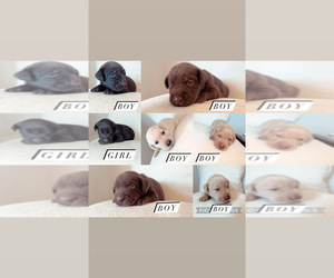 Labrador Retriever Dog Breeder near HESPERIA, CA, USA