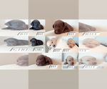 Small breeder photo