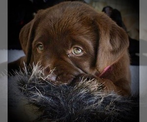 Labrador Retriever Dog Breeder in KNIGHTS FERRY,  USA