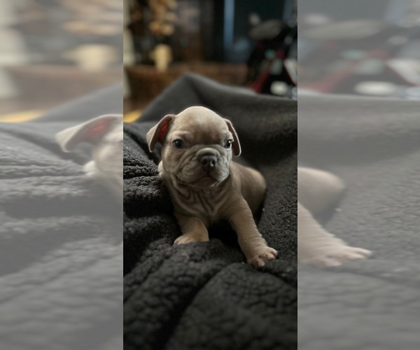 Medium Photo #2  Breeder Profile in AMARILLO, TX, USA