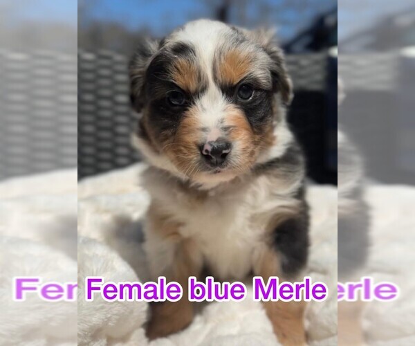 Medium Photo #2  Breeder Profile in FESTUS, MO, USA