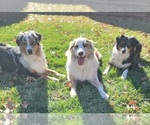 Small breeder photo