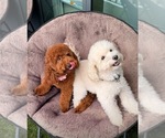Small #8 Breeder Profile image