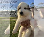 Small #9 Breeder Profile image