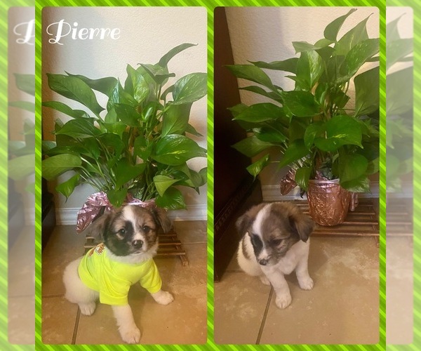 Medium Photo #1  Breeder Profile in HOUSTON, TX, USA