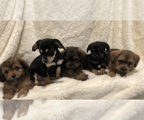 Medium Photo #1  Breeder Profile in MAYWOOD PARK, OR, USA