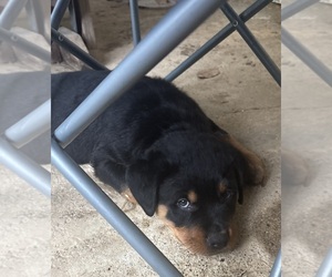 Rottweiler Dog Breeder near GILBERT, WV, USA