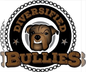 Main photo of Bulldog Dog Breeder near LEXINGTON, NC, USA