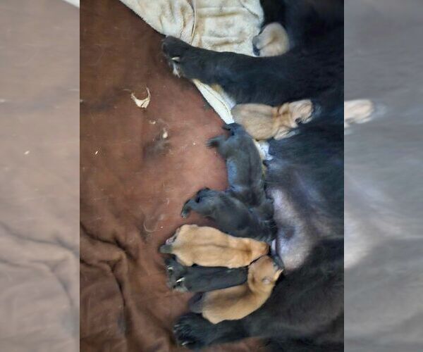 Medium Photo #1  Breeder Profile in ESTACADA, OR, USA