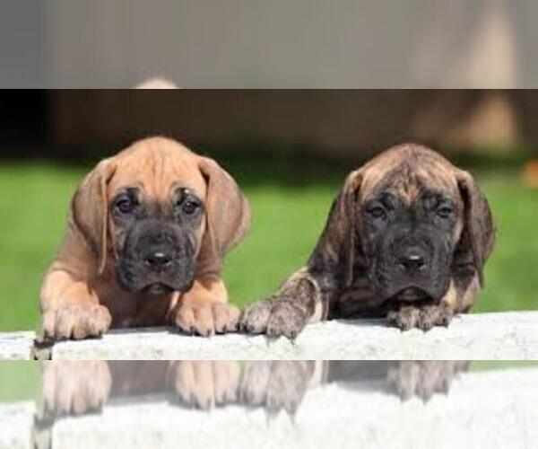 Medium Photo #1  Breeder Profile in ELIZABETH, CO, USA