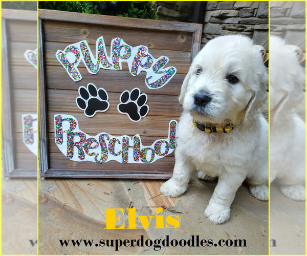 Medium Photo #21  Breeder Profile in ATHENS, TN, USA