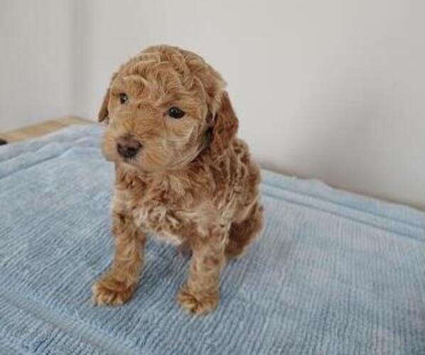 Medium Photo #1  Breeder Profile in BLOUNTSVILLE, AL, USA