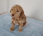 Small breeder photo