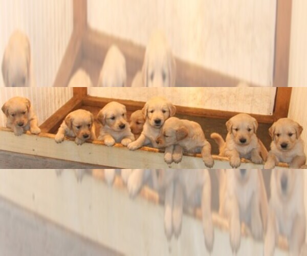 Medium Photo #1  Breeder Profile in MEDIAPOLIS, IA, USA