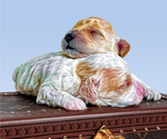Small breeder photo